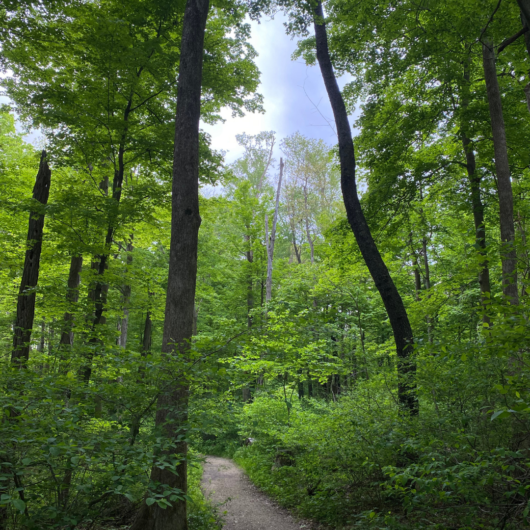 An image of a wooded trail
